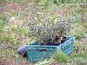 Planting Trees 010